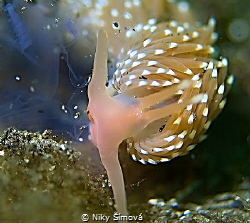 Norway diving... by Niky Šímová 